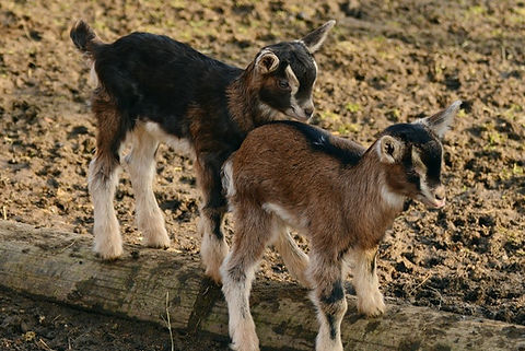 goat2.jpeg