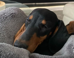 Miss Mabel