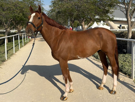 Navigating the World of Horses For Sale UK: A Guide to Finding Your Perfect Equine Partner