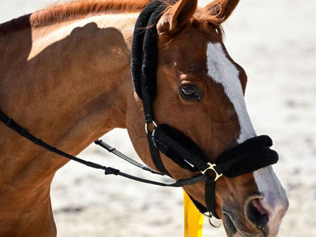 The Allure and Elegance of Exclusive Horses