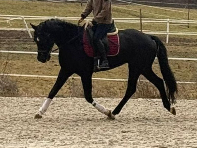 The Ultimate Guide to Equestrian Events in 2025