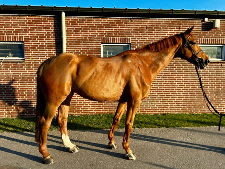 Discovering Excellence: The Enduring Allure of British Horses for Sale