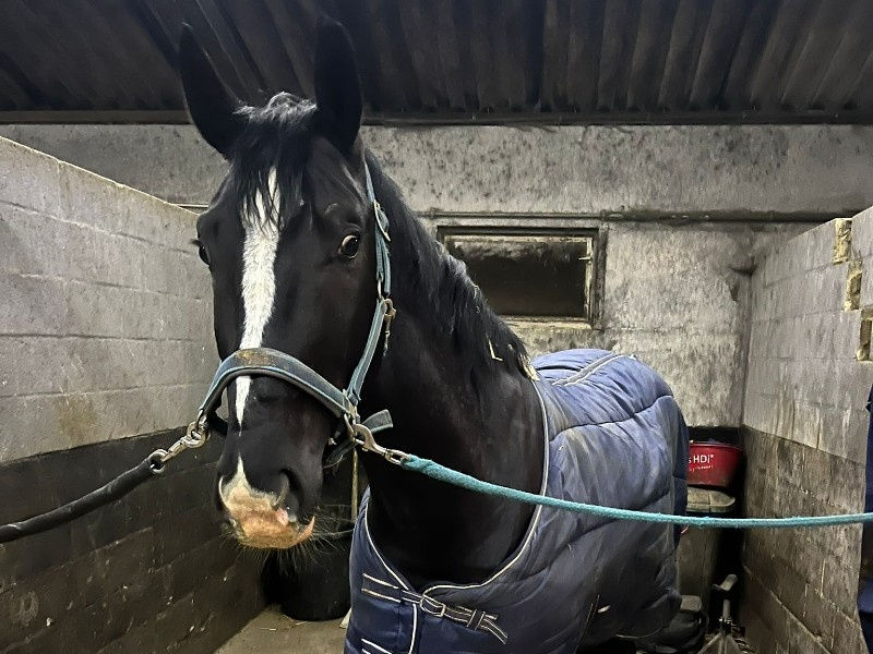British Horses For Sale: Your Gateway to Elite Equestrian Excellence in the UK
