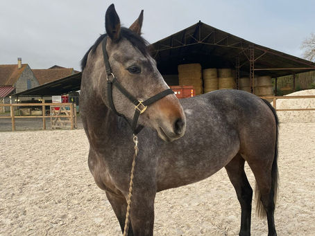 Galloping Through Tradition: The Vibrant Market of Horses for Sale in England