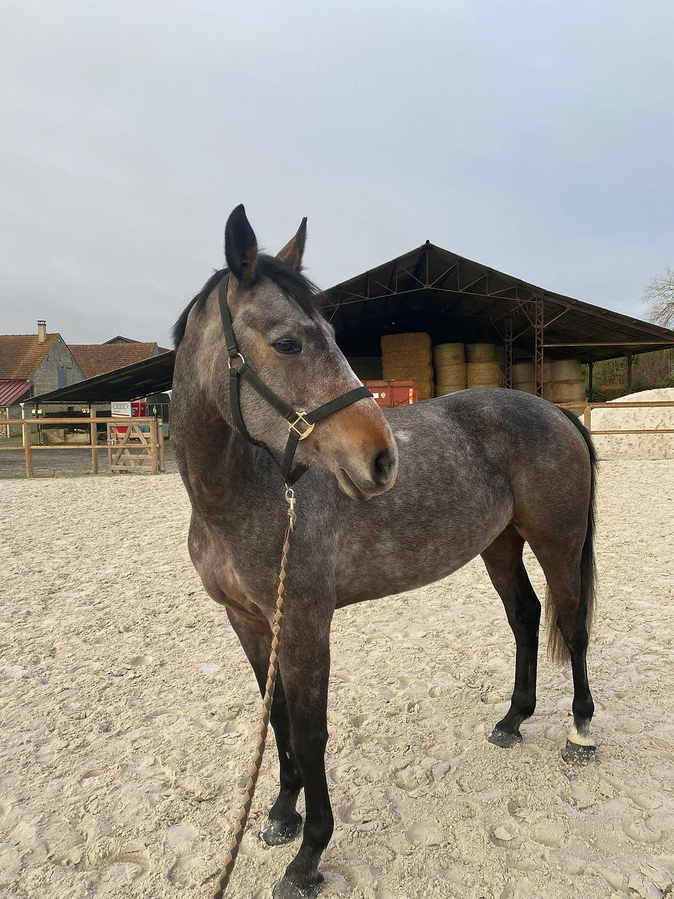 Galloping Through Tradition: The Vibrant Market of Horses for Sale in England