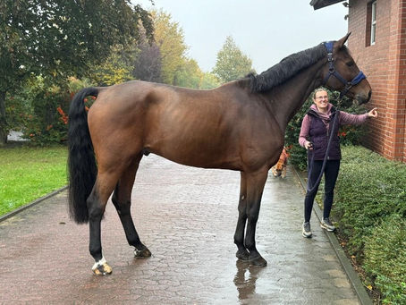 Navigating the Market for British Horses For Sale