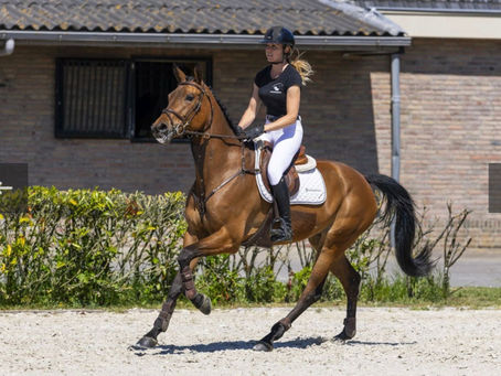 Global Horse Trading: Navigating the Modern Marketplace of Equine Excellence