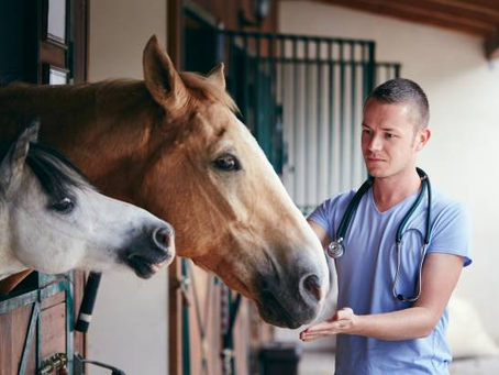 Exploring the Best Horse Selling Websites for Buyers and Sellers