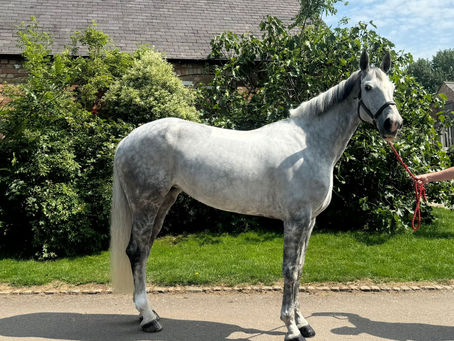 Horses For Sale UK: Exploring Britain’s Thriving Equestrian Market