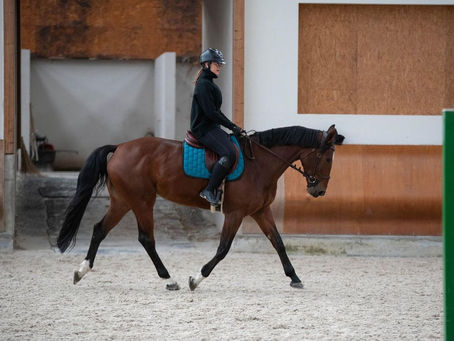 The Ultimate Guide to Finding the Best Horses for Sale in the UK