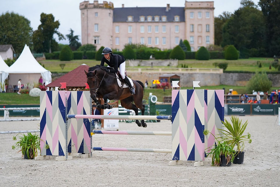 top-quality-sport-horses.jpeg
