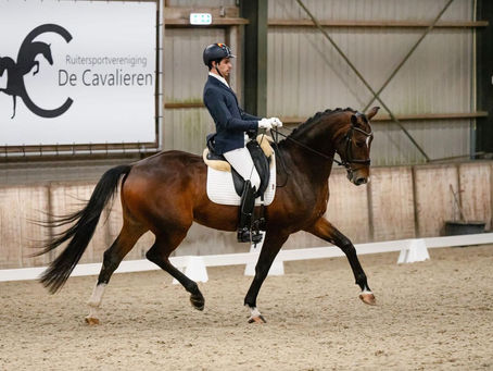 British Horses For Sale: Discovering Exceptional Equine Talent