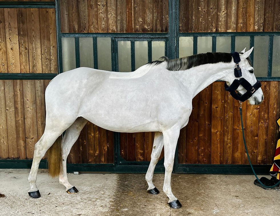 Exclusive Horses