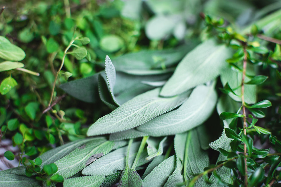 foodiesfeed.com_different-kinds-of-fresh-herbs.jpg