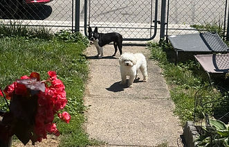 Cairo and Lola.jpeg