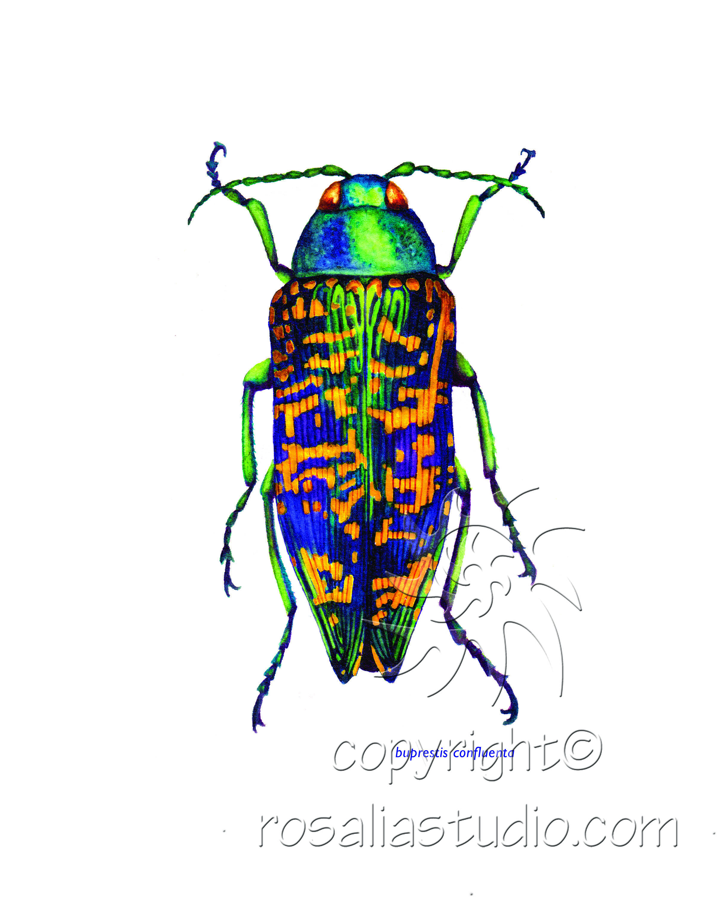 buprestis confluenta