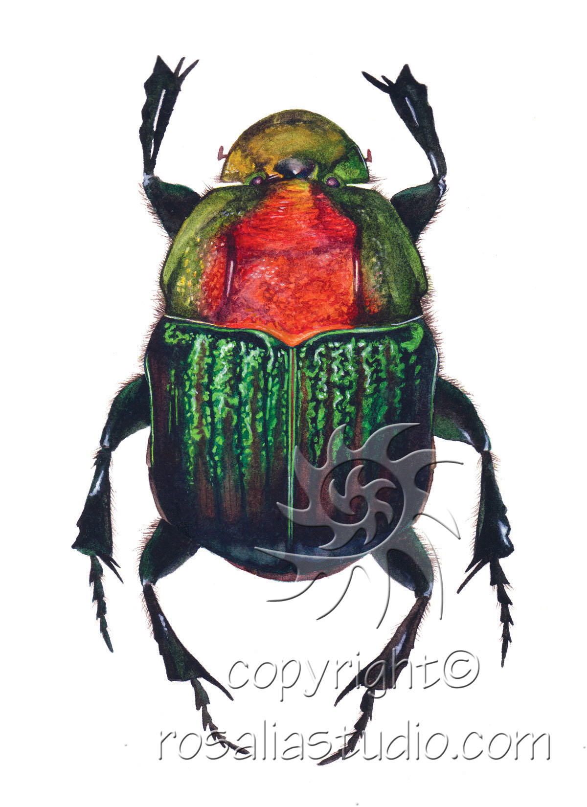 phanaeus vindex