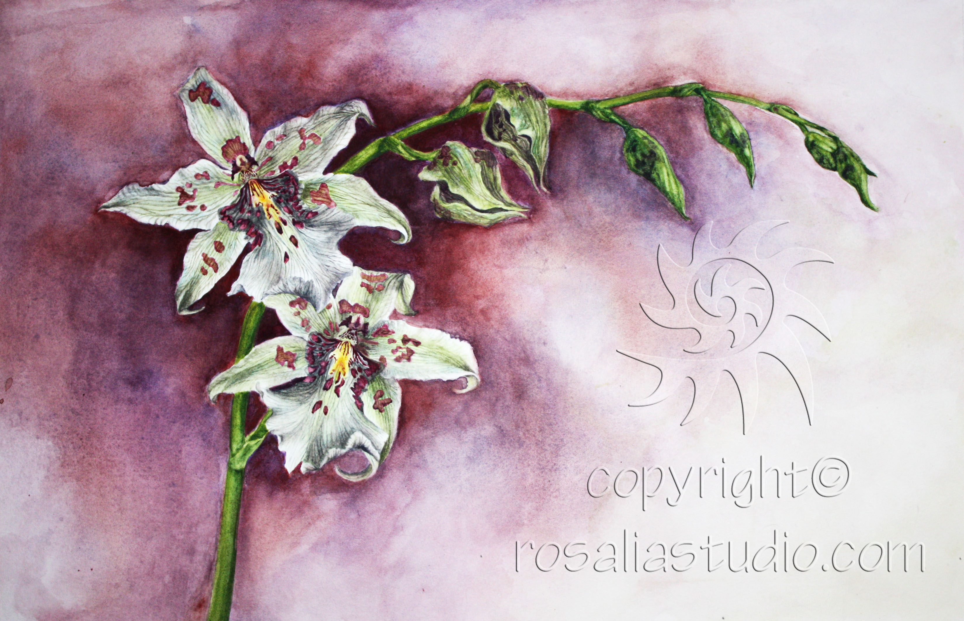 Orchid
