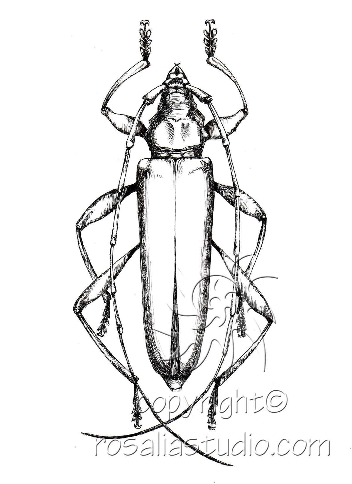 cerumbycid