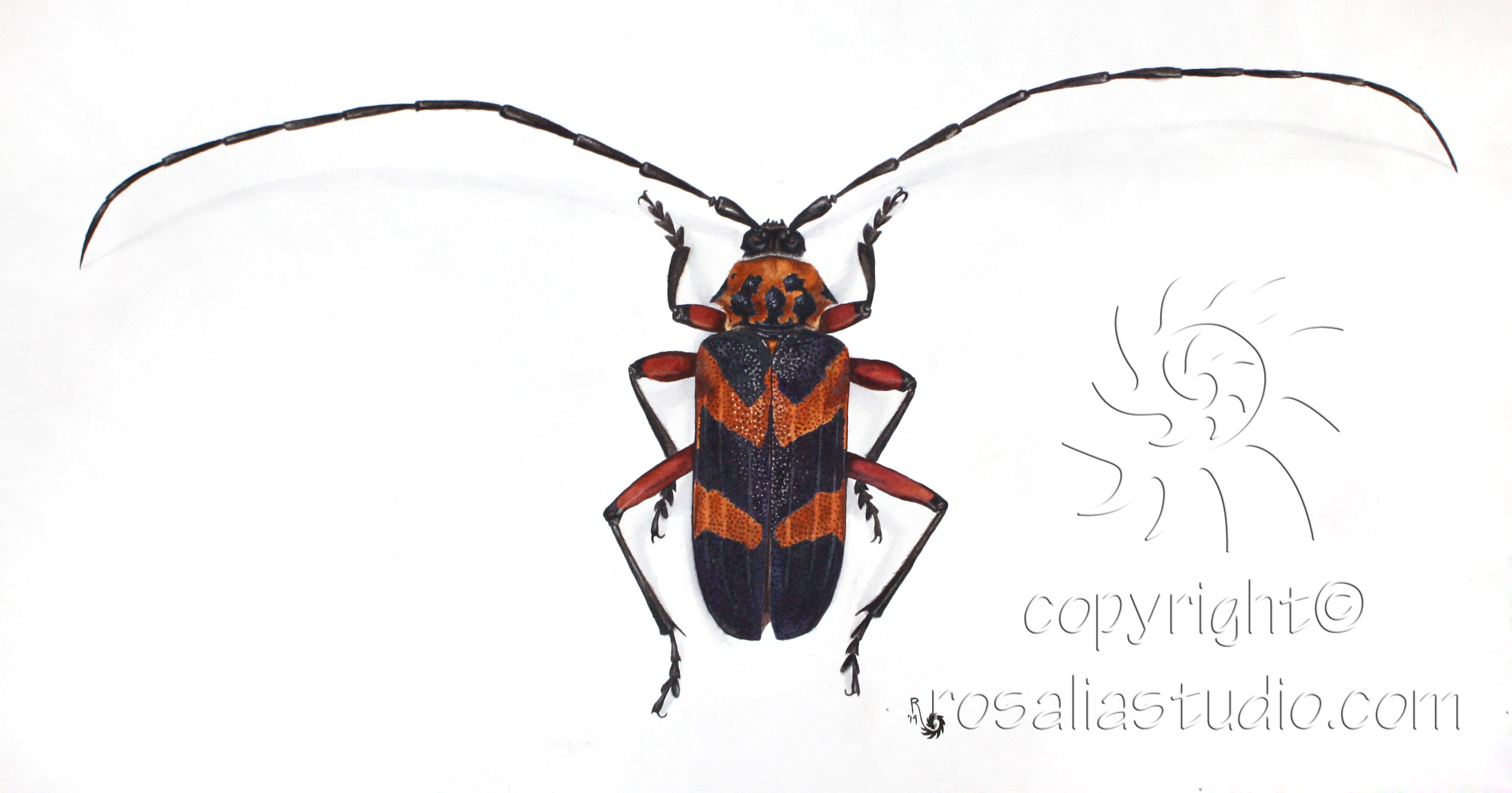 Crioprosopus