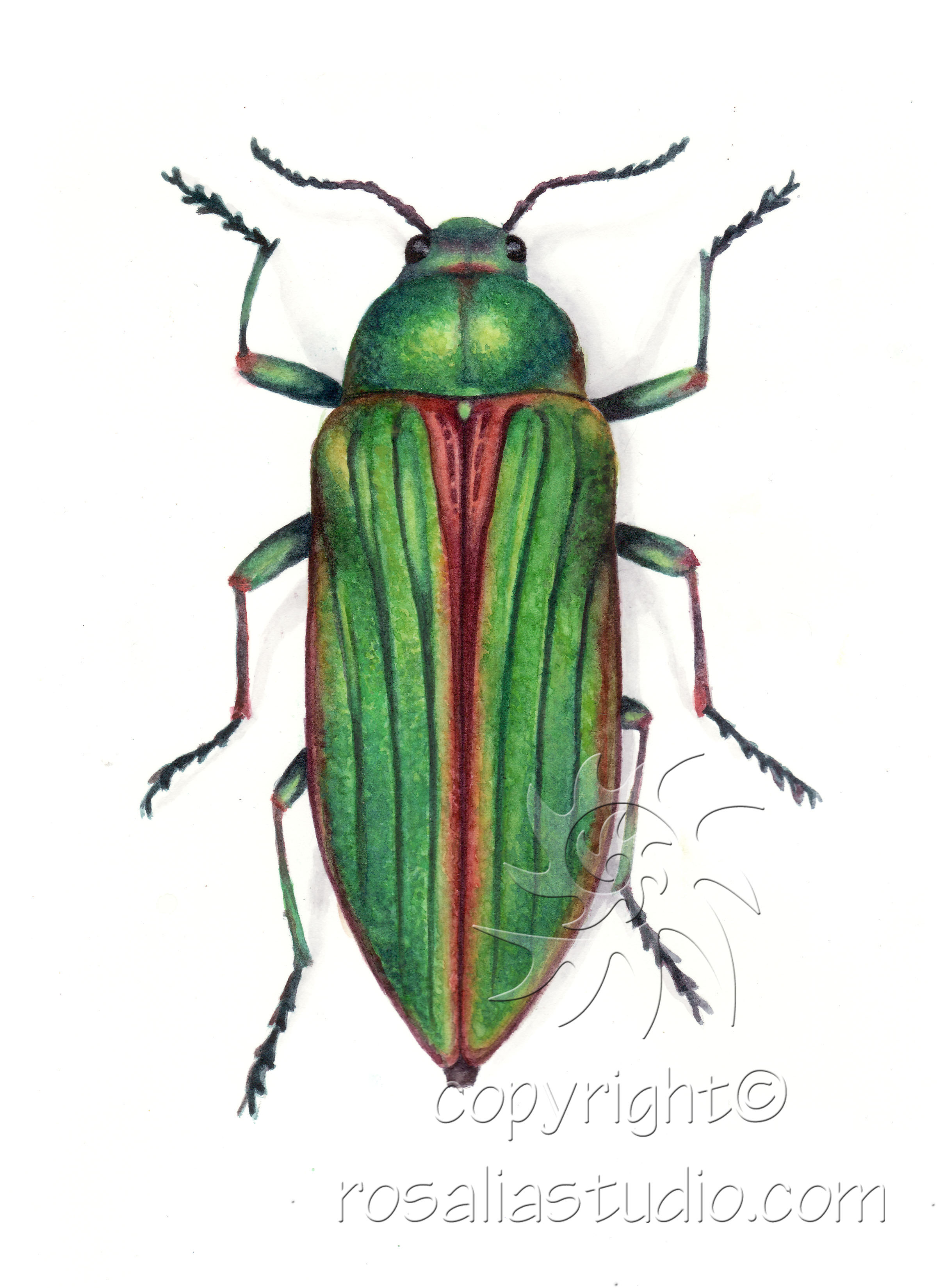 Buprestis arulenta