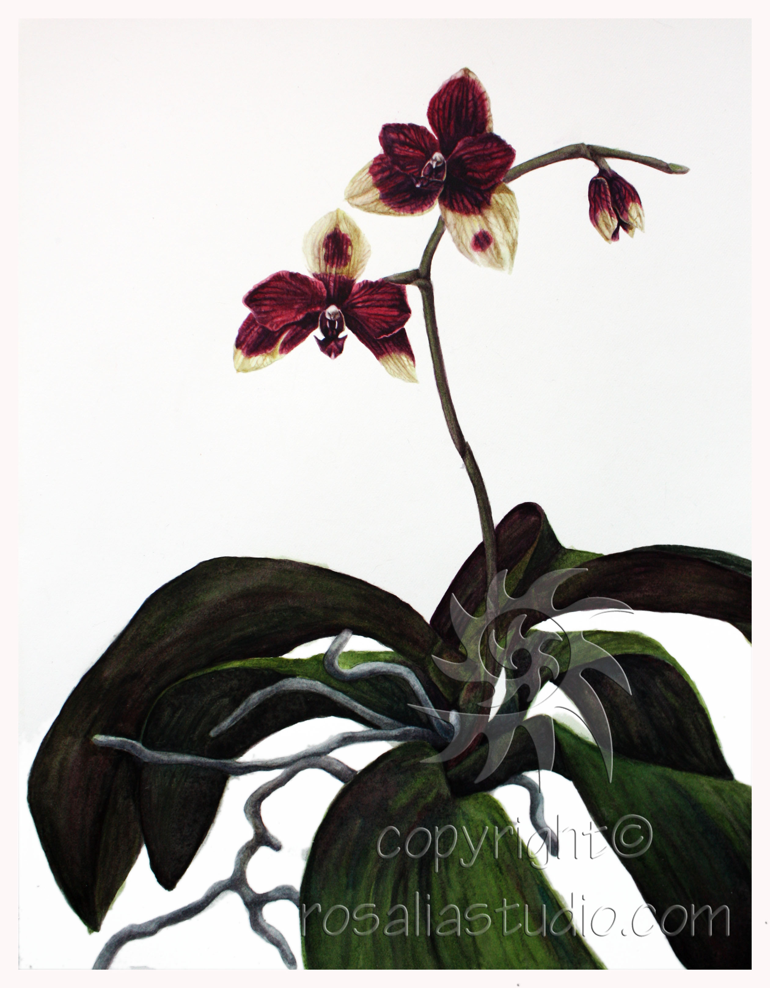 Phalaenopsis