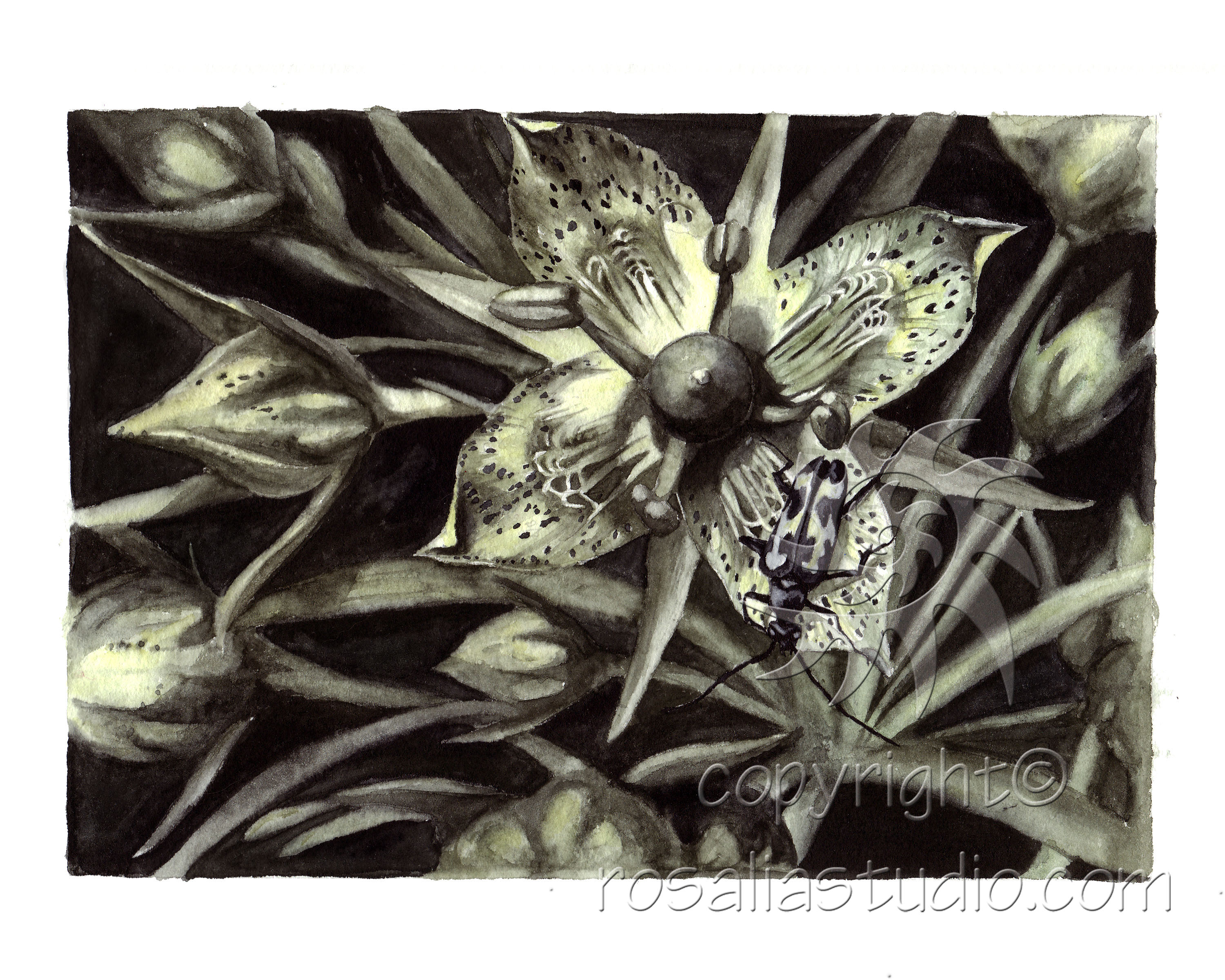 Gentian & Cerumbycid