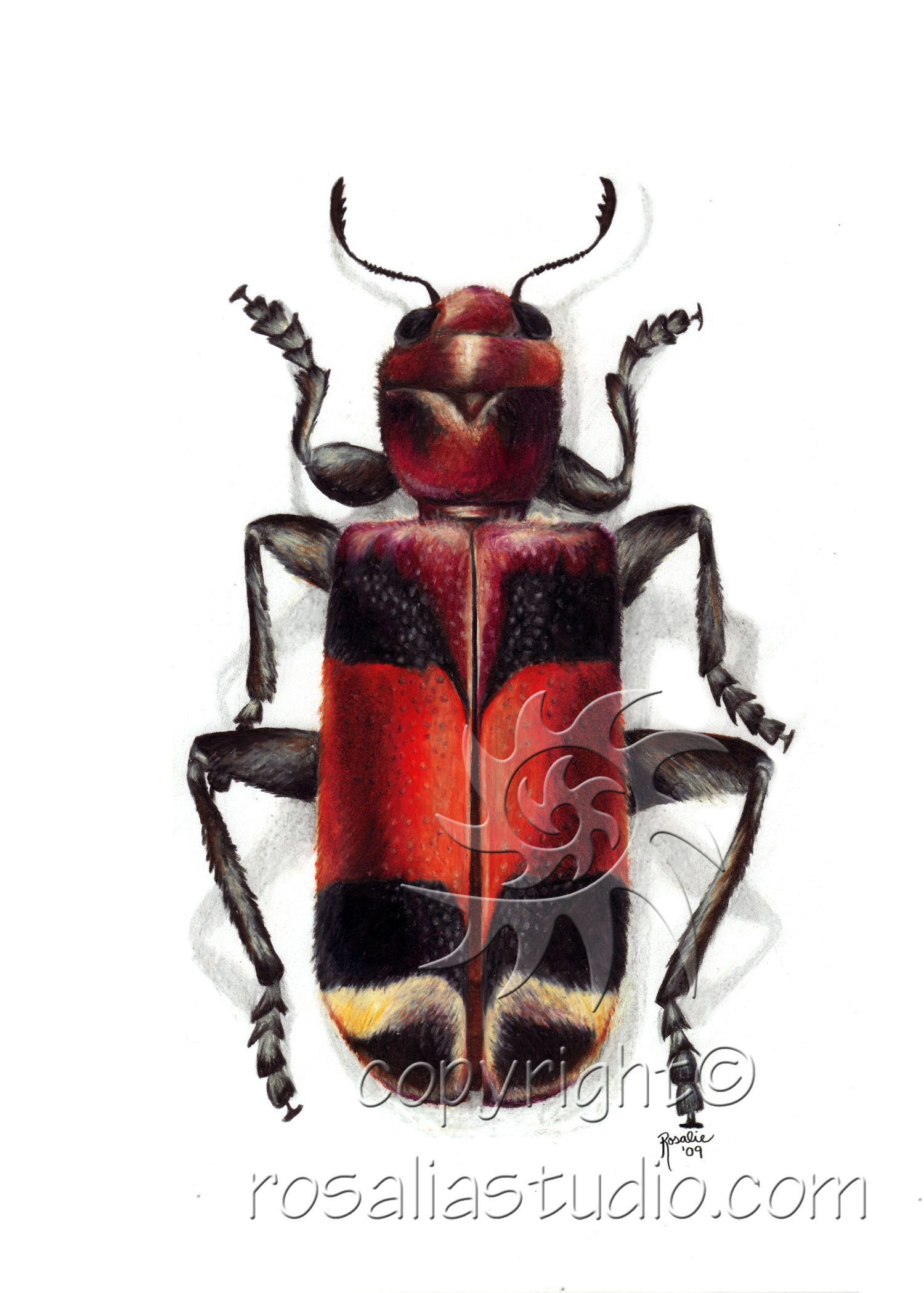 Clarid