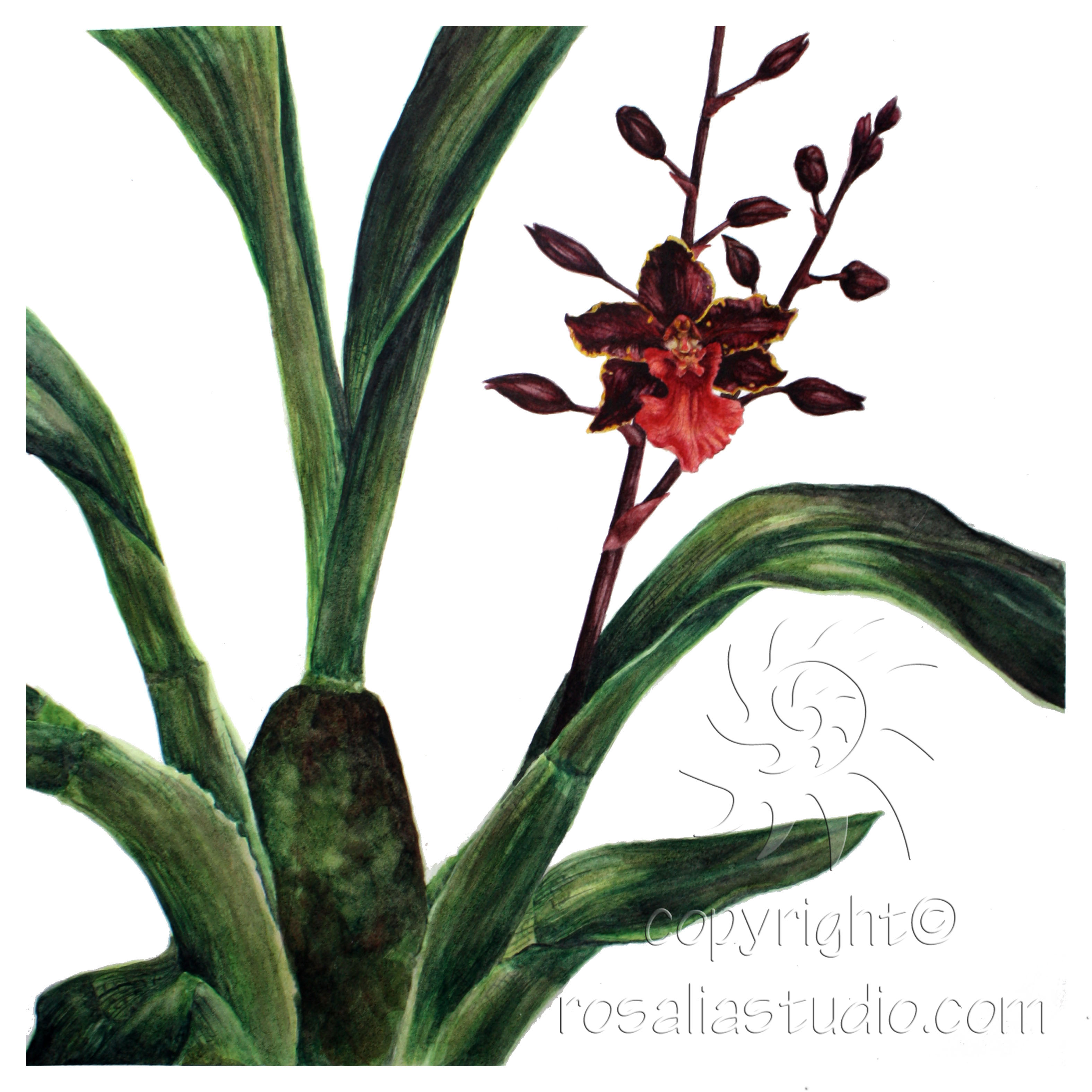 Oncidium