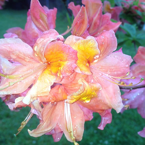 378EA2A7-997A-4C47-B140-053368AACB3D_edited.jpg