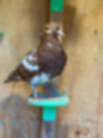 Thumbnail: BIRMINGHAM ROLLER PIGEON