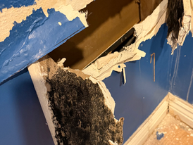 moldy wall