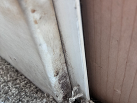 moldy wall