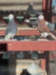 BIRMINGHAM ROLLER PIGEON
