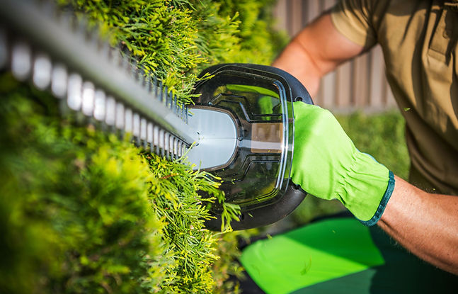 landscaper trimming shrub