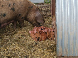 5711C44A-1EE1-470C-A7C1-25D969230AD6.jpe