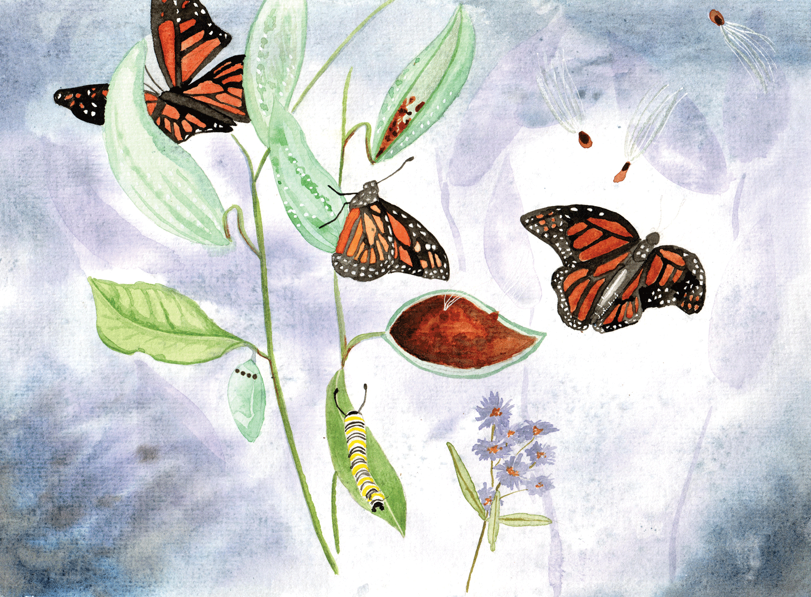 Monarch migration with milkweed watercolor portrait.