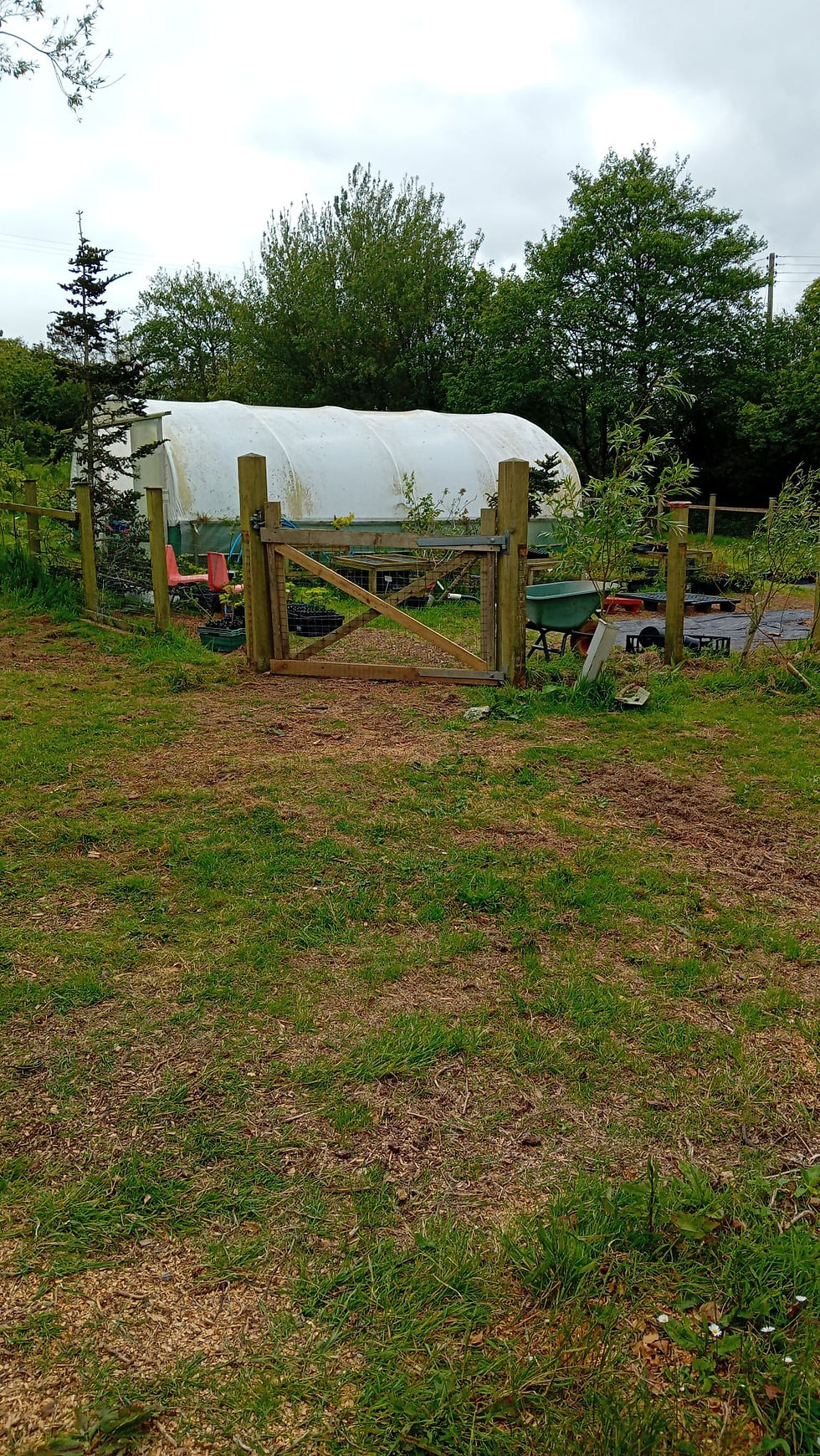The fence line and gate once the trees had been freed from the boundary. 