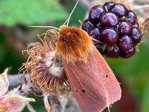 Amazing Annual Moth Count for Bugs & Blooms Event