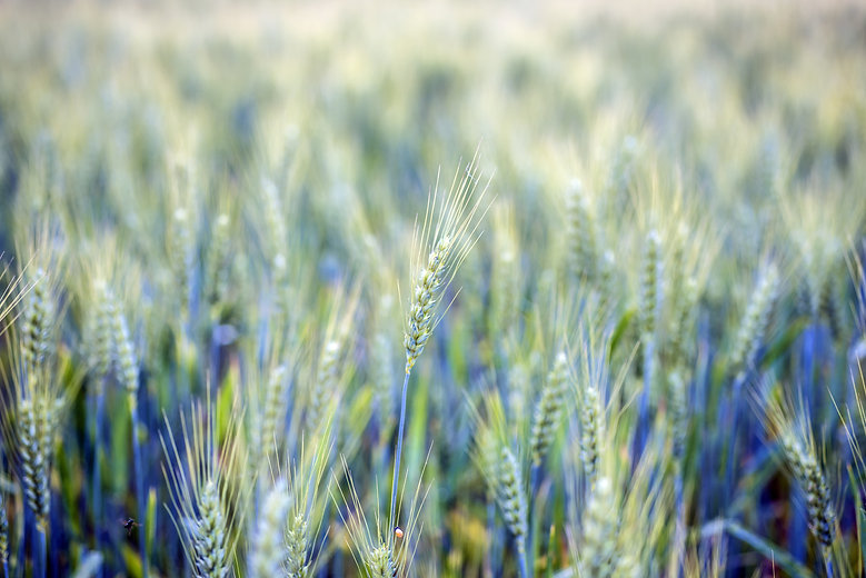 AdobeStock_157319311.jpeg