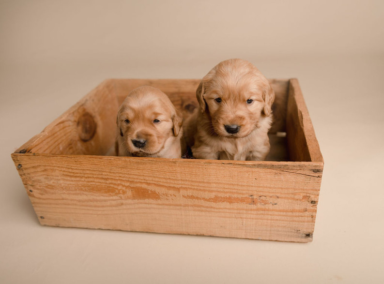 Looking for a red golden retriever in Idaho? Atkinson's Goldens raising happy health golden retrievers in Buhl, Idaho.