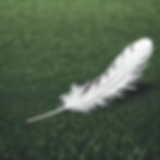 REALISTIC FEATHER ON SOCCER FEILD.jpg