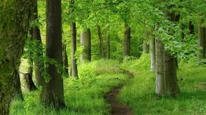 The Tragedy of Projecting