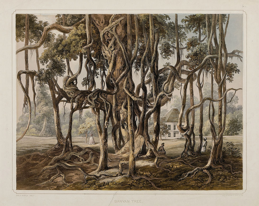 Charles D'Oyly, "Banyan Tree" (1848)