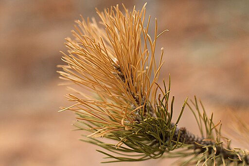 Austrian black pine with dieback consistent with red-band needle blight.