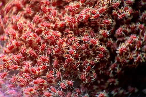 Colony of red spider mites (Tetranychus urticae) with webbing