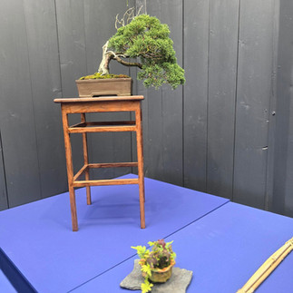 Bonsai on the table