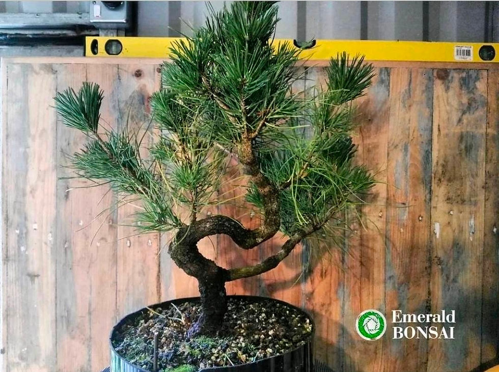Potted pine bonsai with twisted trunk against a wooden wall, a yellow level above, and Emerald BONSAI logo at bottom right