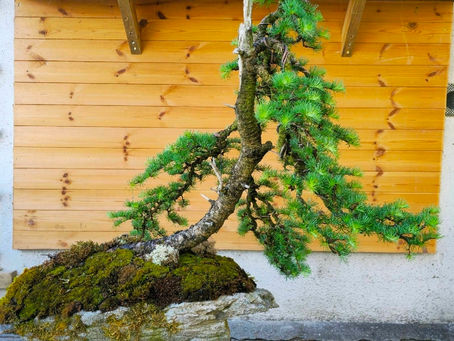 Larch Bonsai - Development Story