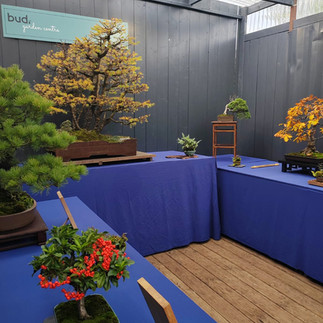 Bonsai display